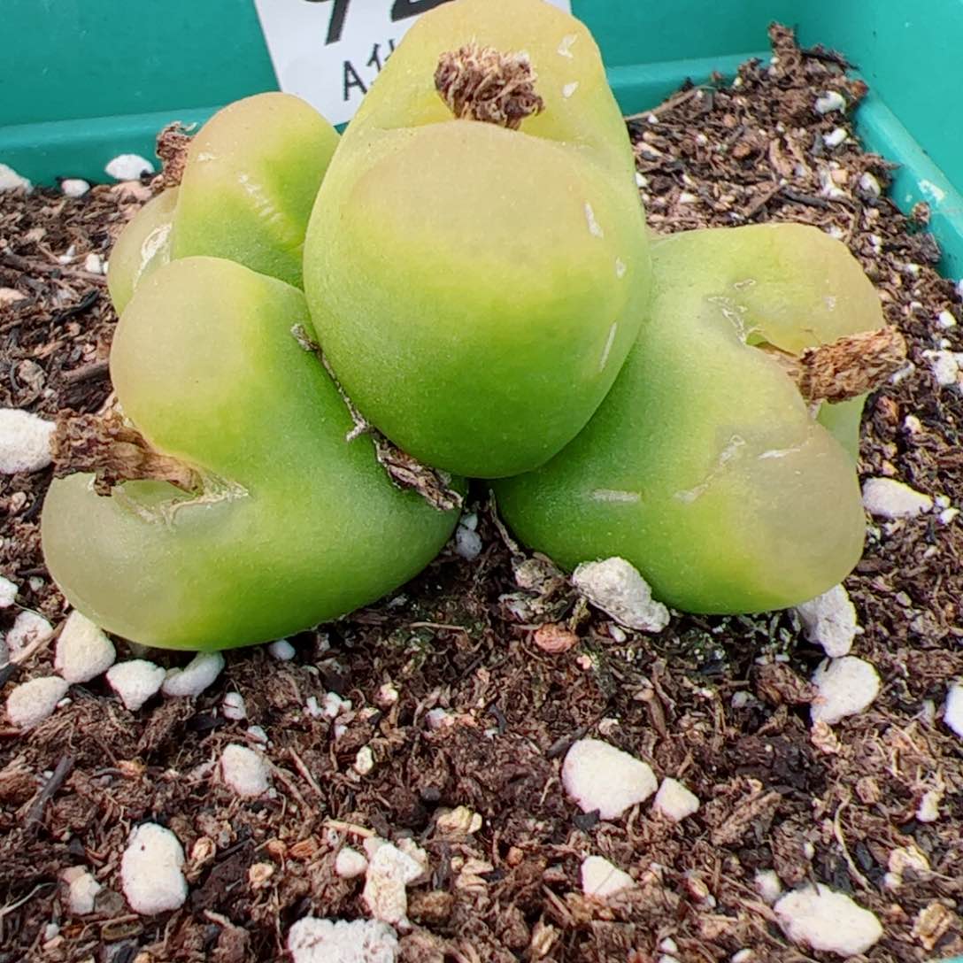 马*嚛我很喜欢这个A921