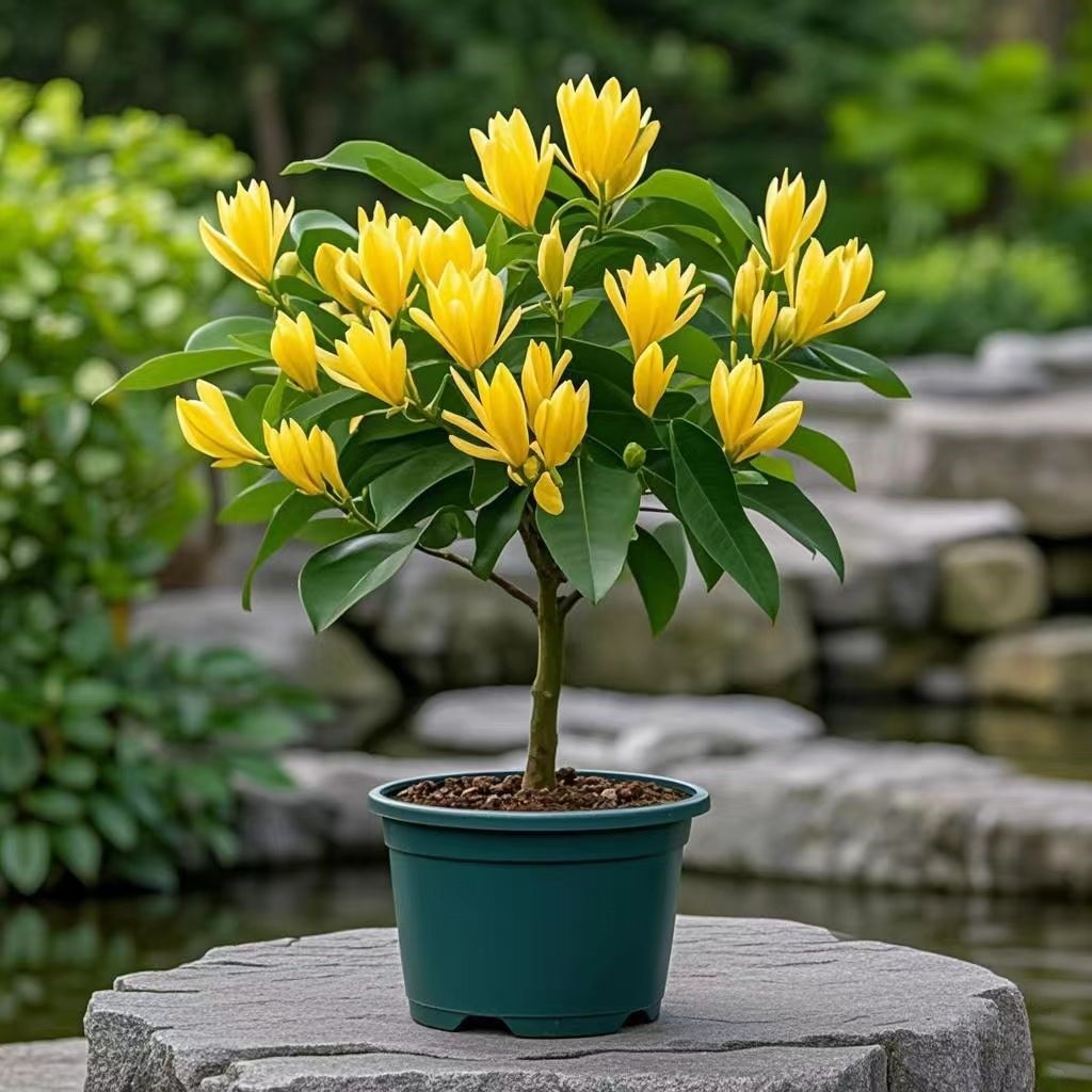 嫁接矮化白兰花盆栽室内外庭院绿植四季开花好养易活驱蚊花卉植物