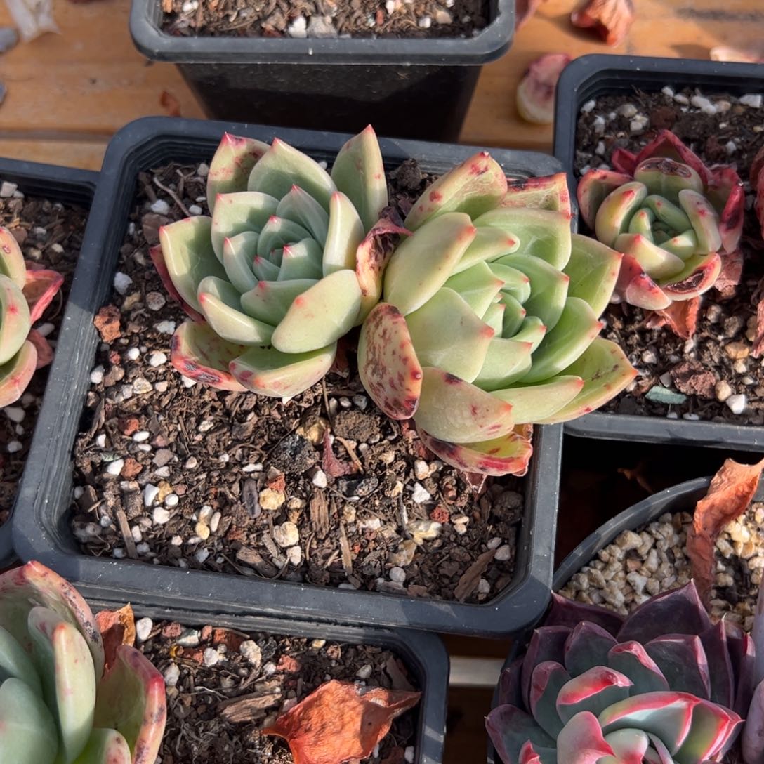 多肉香槟【非偏远地区满18包邮】