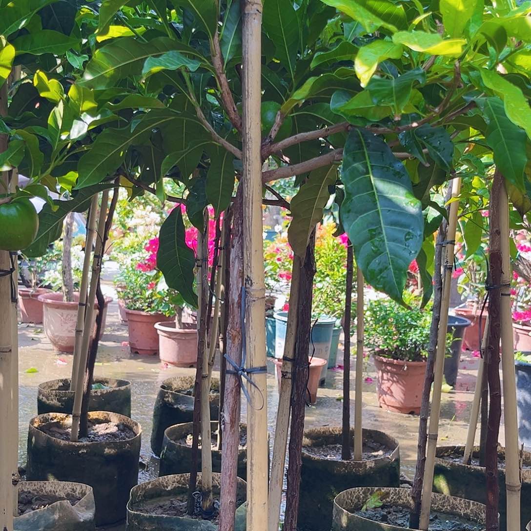 用***2无花朵888888889888999