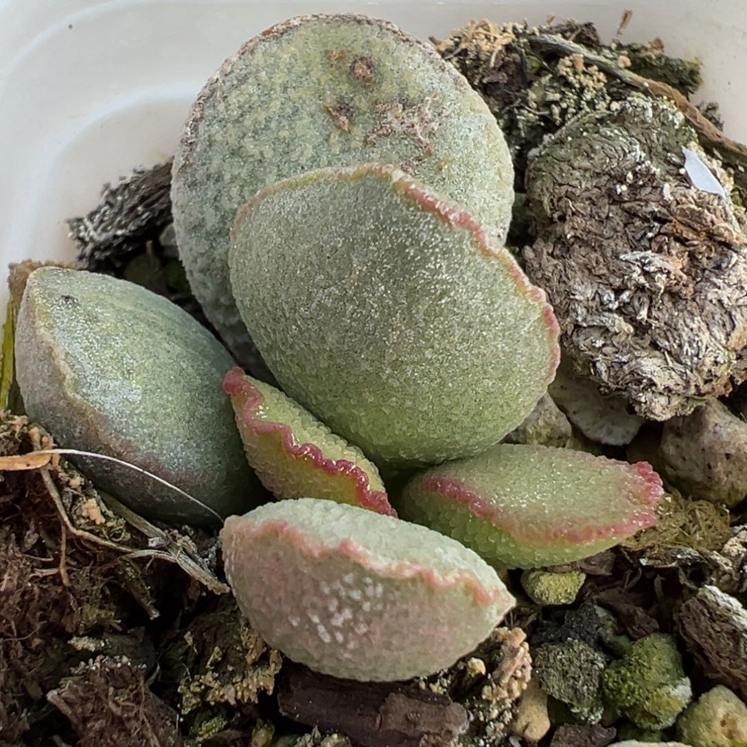 流萤磨砂蛋大苗多肉植物