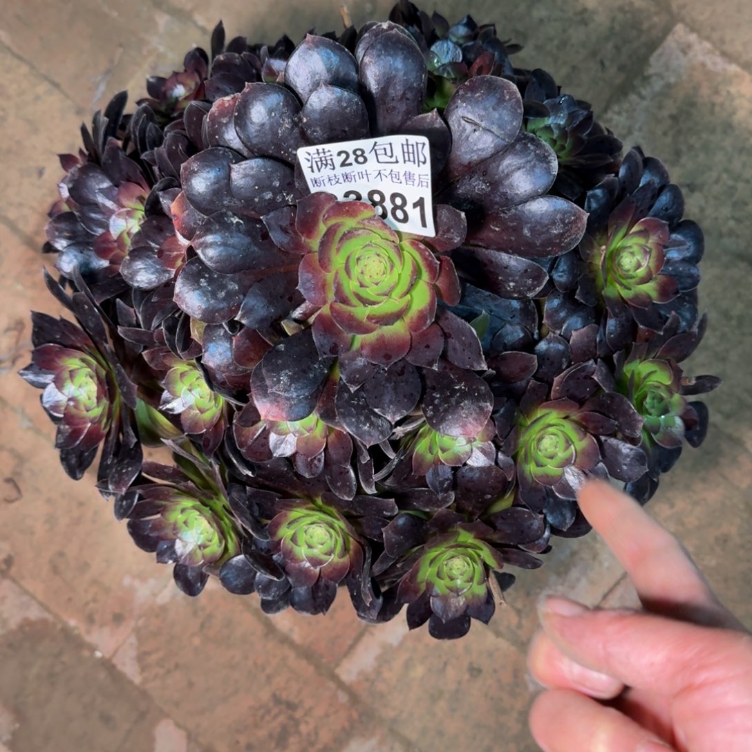 33881黑美人多肉植物