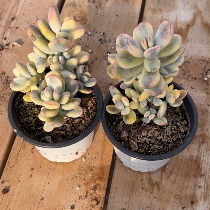 无花朵413号福娘锦两个无砍