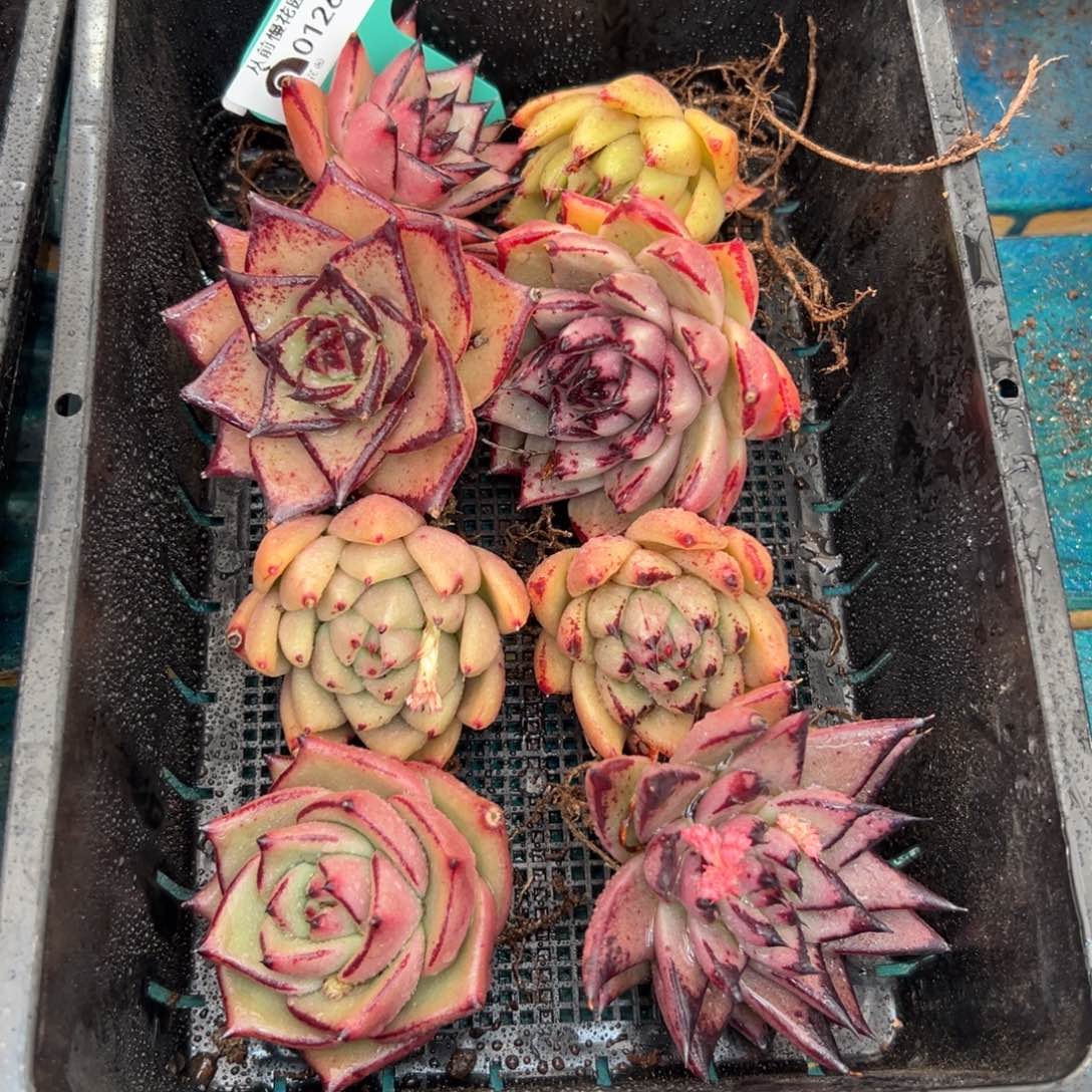 多肉一物一拍编号0126-133