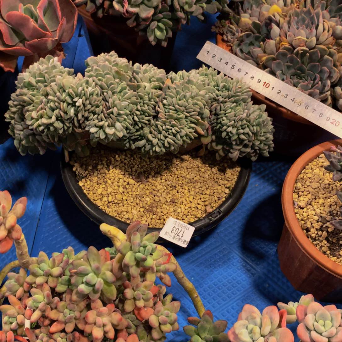 没*1703玛瑙缀化