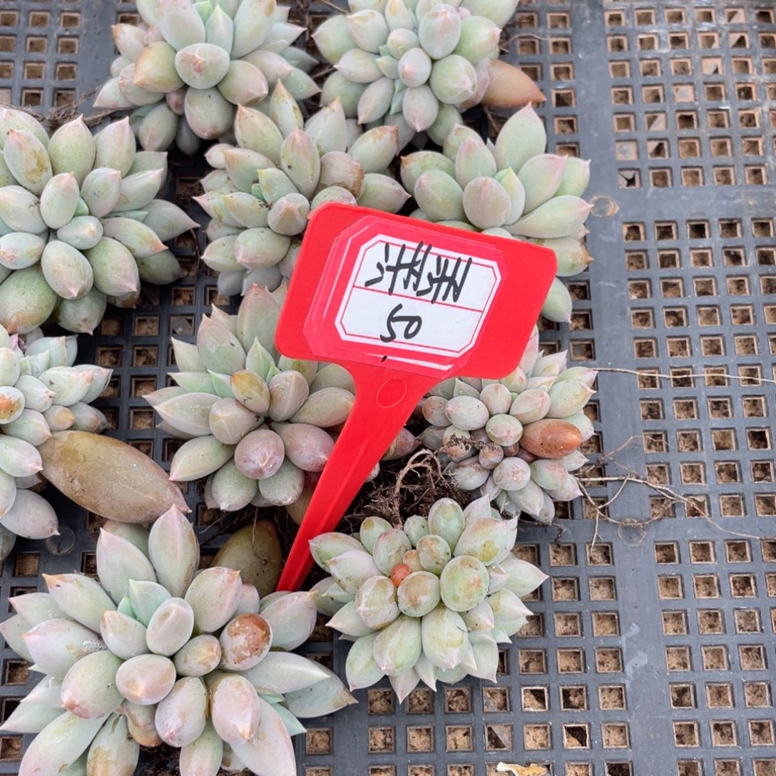 洲***、姐姐说要不就是个好