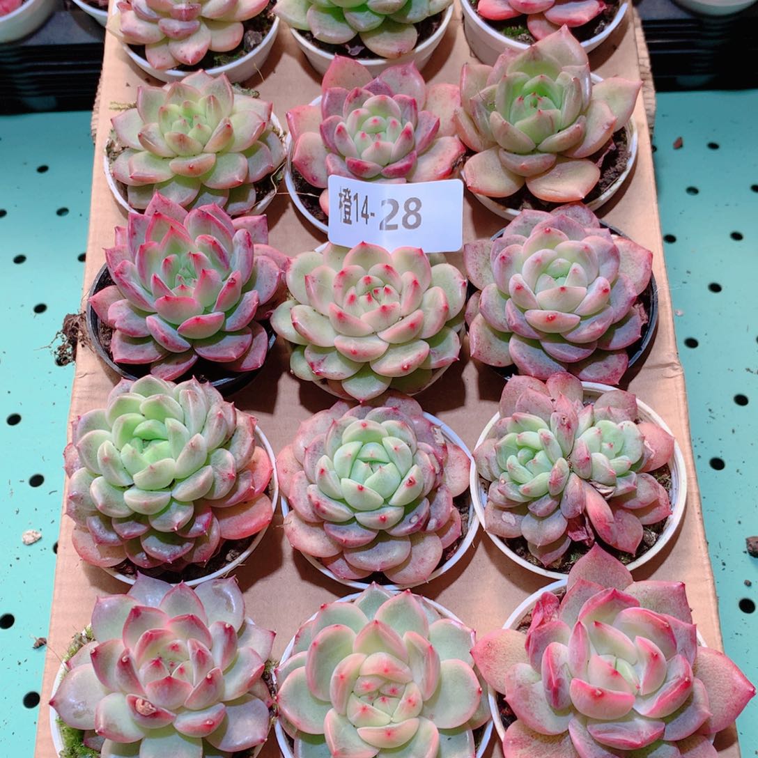 14-28一物一拍多肉带盆18颗
