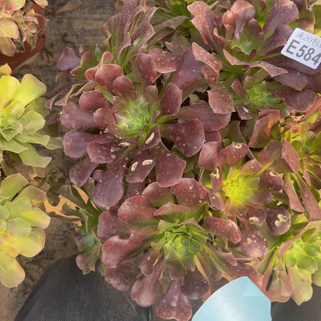 584多肉植物捧花的时候