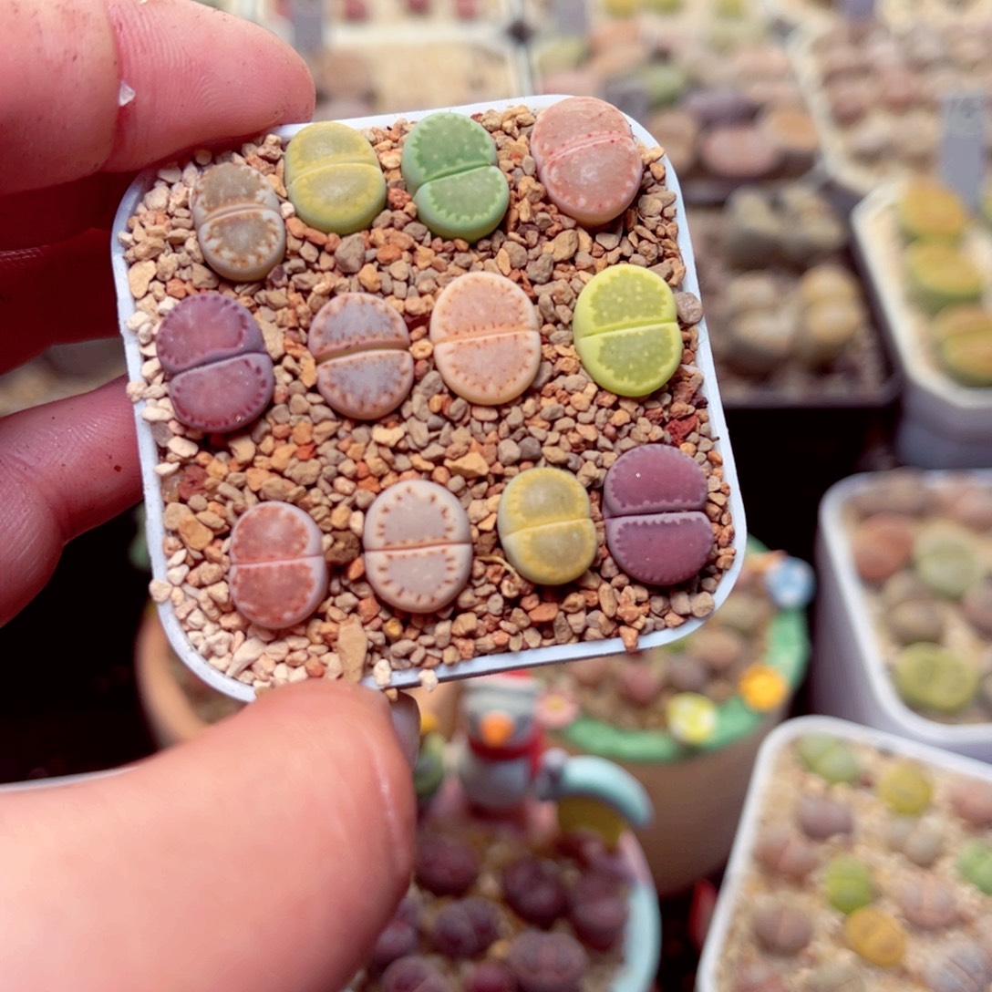 360号带盆盆包邮发货