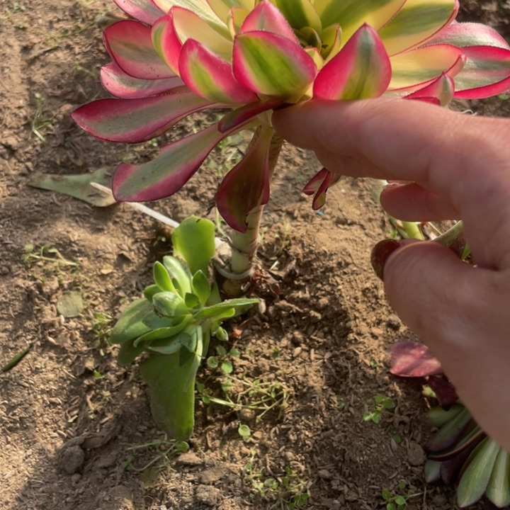 676三号棚烈焰多肉