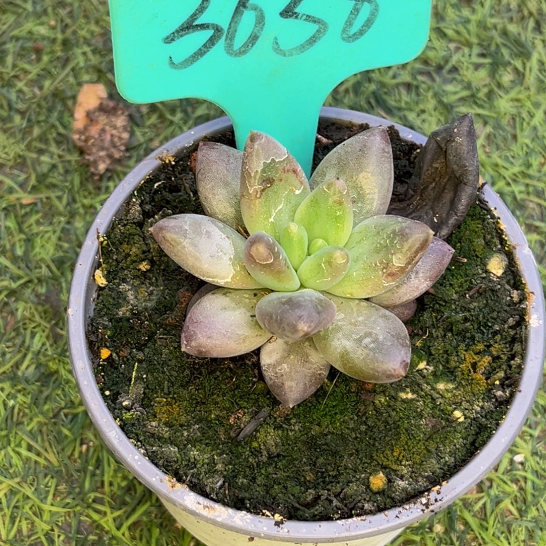 福***儿3638上午多肉植物