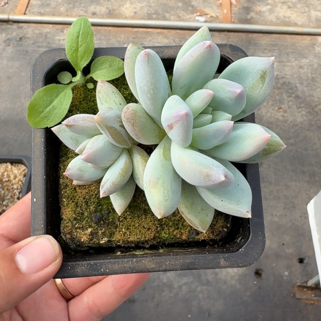 可***了伊丽莎白 双头  一物一拍