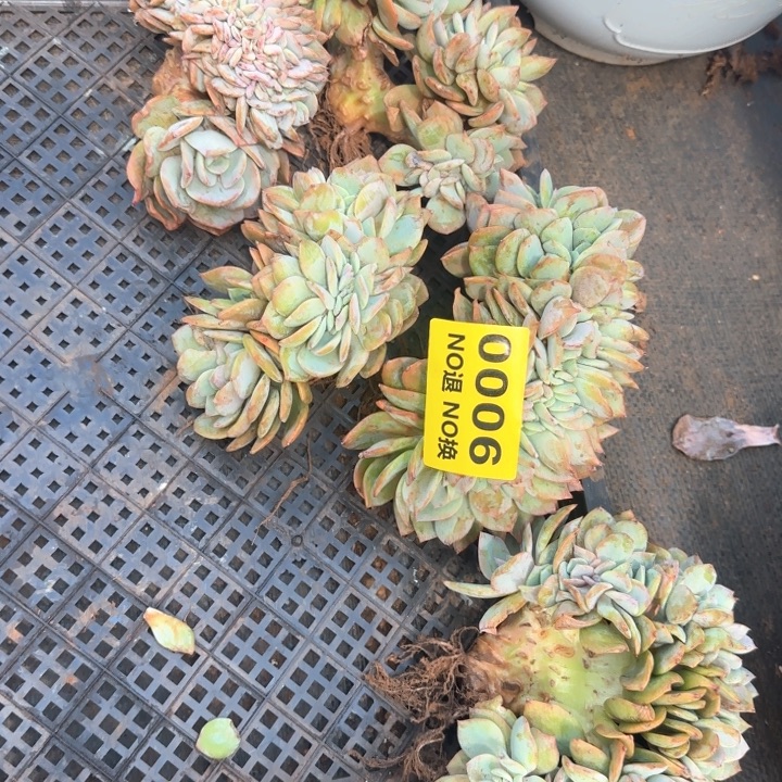 06号六颗血凤缀化