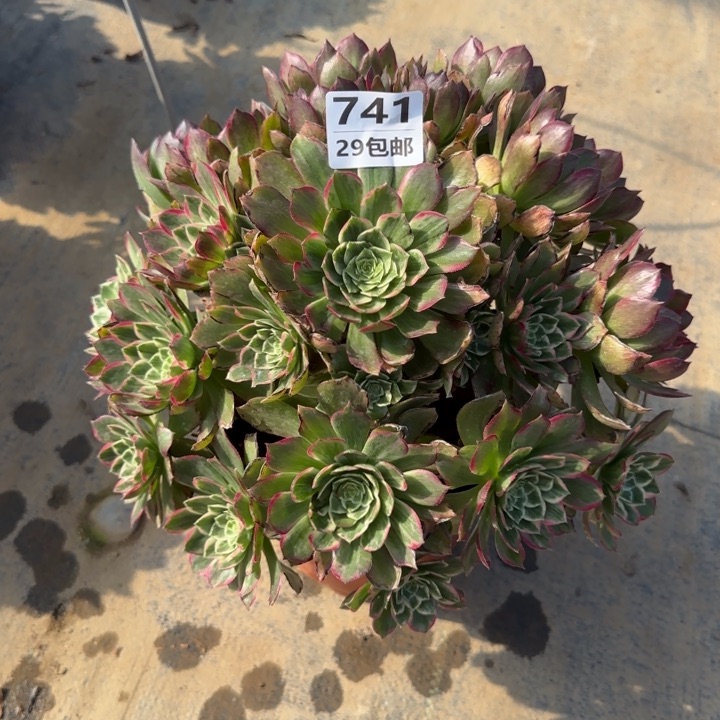 莲花……多肉植物……