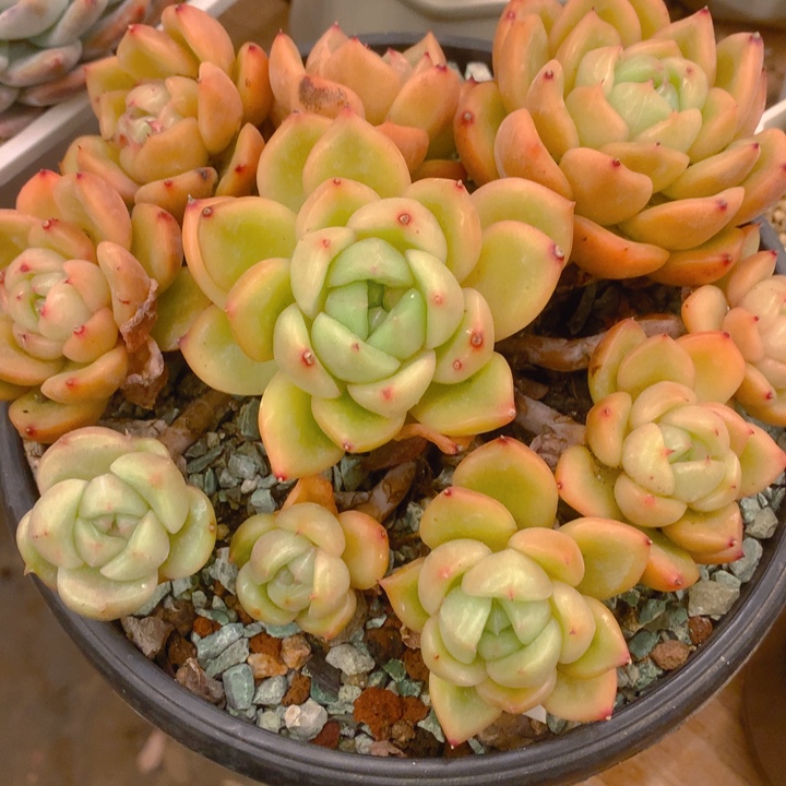 贝*多肉乐园精品珍泥