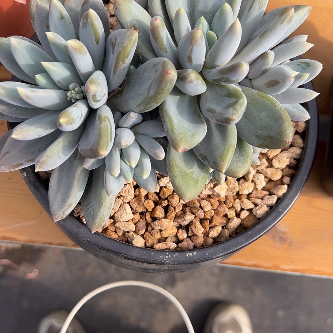 梁****24哥特。 多肉。      