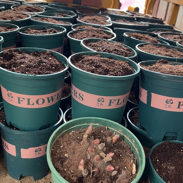 凯***然完全开放路易斯带盆