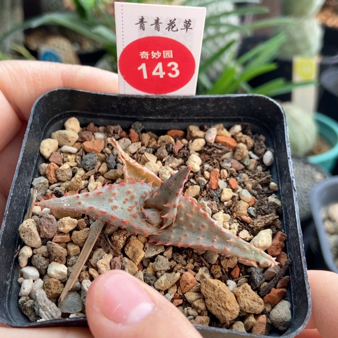 彩芦荟一棵仙人球