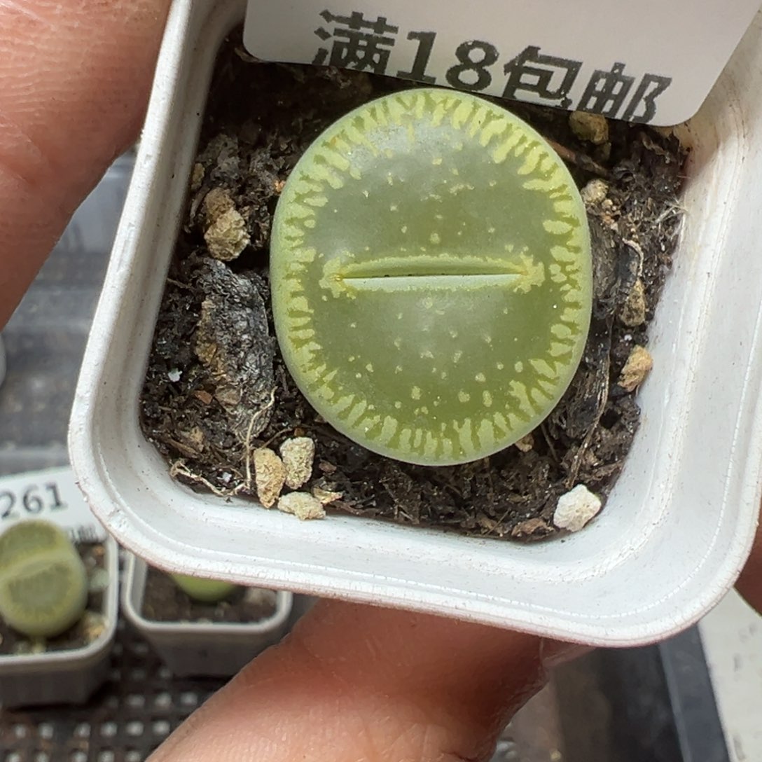 【闪购商品】263……