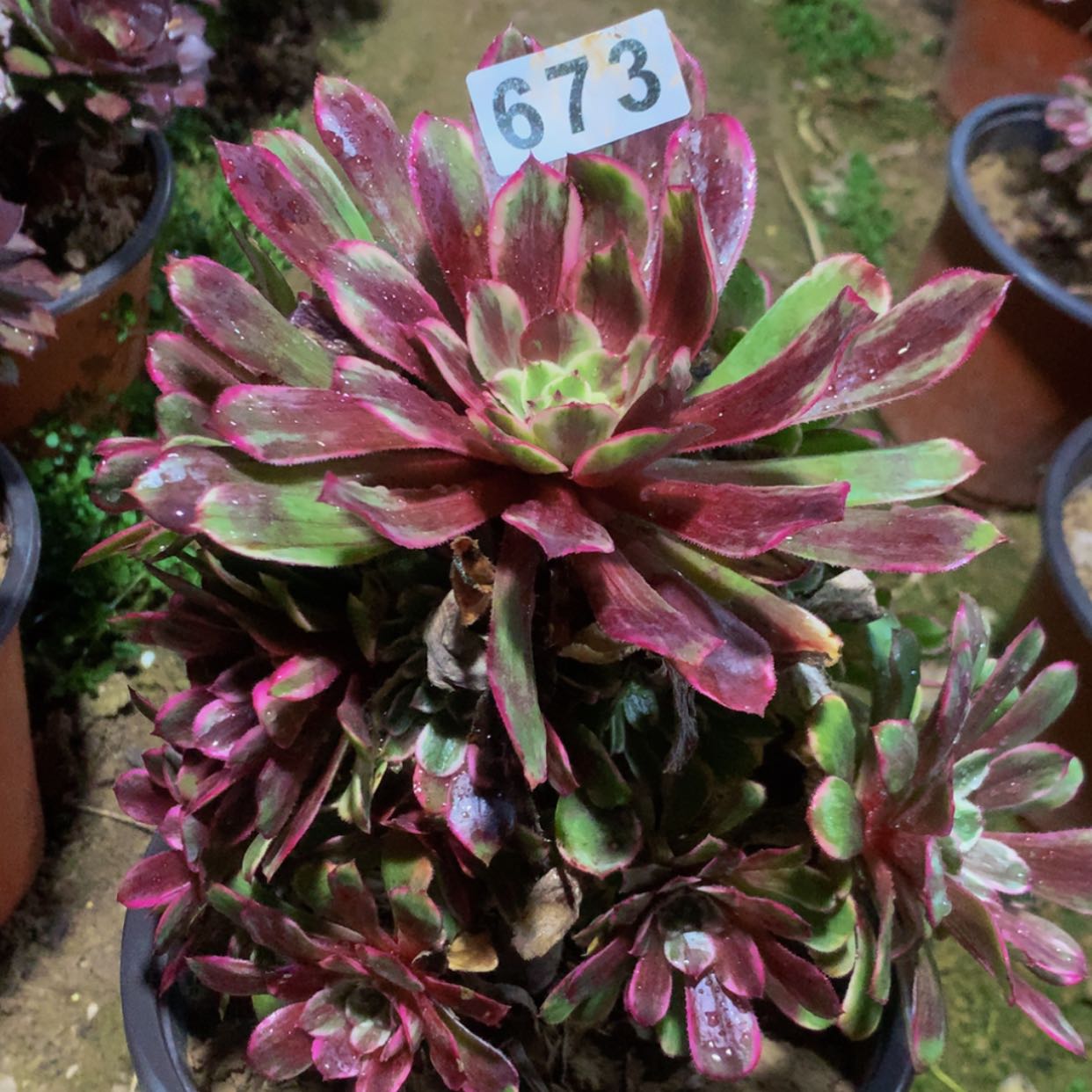 【闪购商品】673水墨画多肉