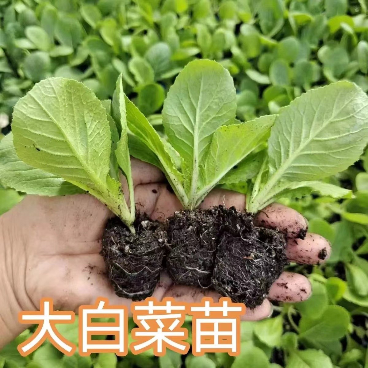寿光大白菜苗黄心白菜秧苗带土球秋冬露天盆栽四季耐寒高产蔬菜籽