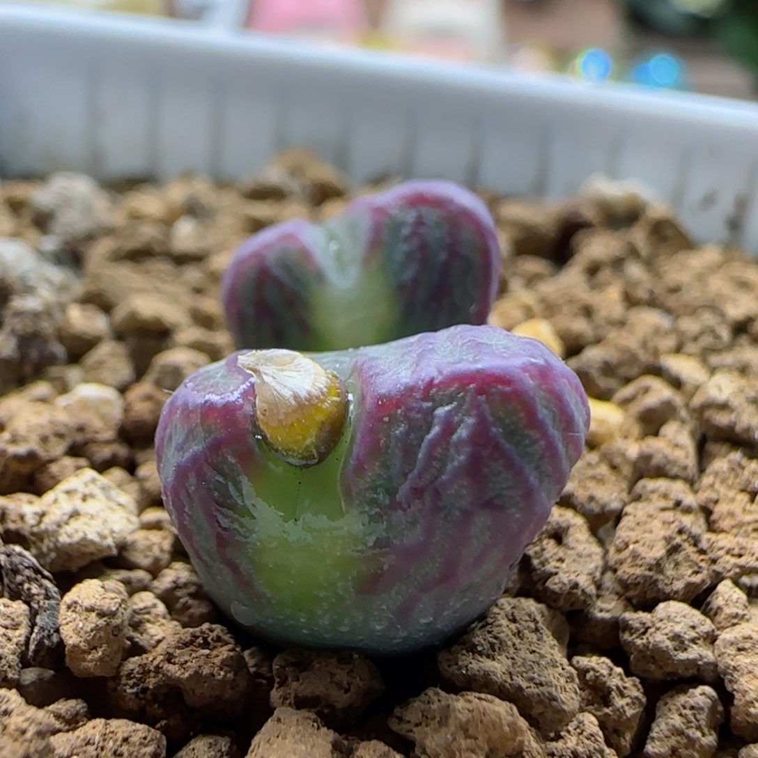 1-21-7-6当天满58包邮mf3多肉脱土