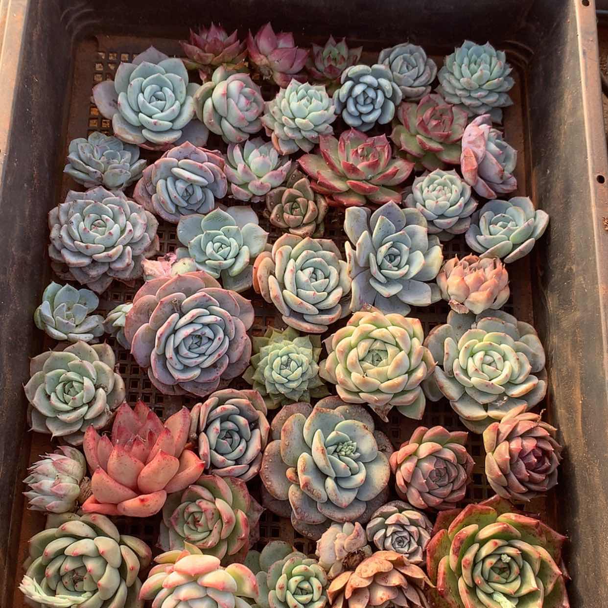 【闪购商品】云130号