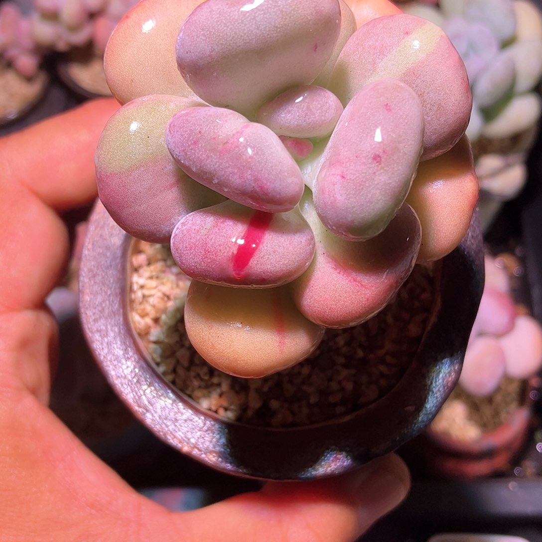 油煎多肉一物一拍多肉