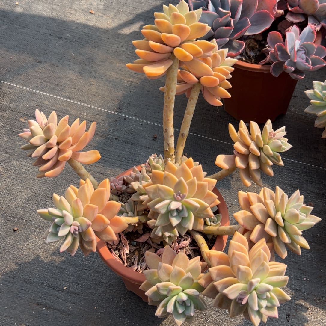 多肉植物淡雪老桩