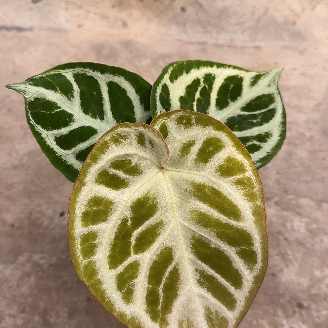 不开花植物铜锣烧一物一拍D113