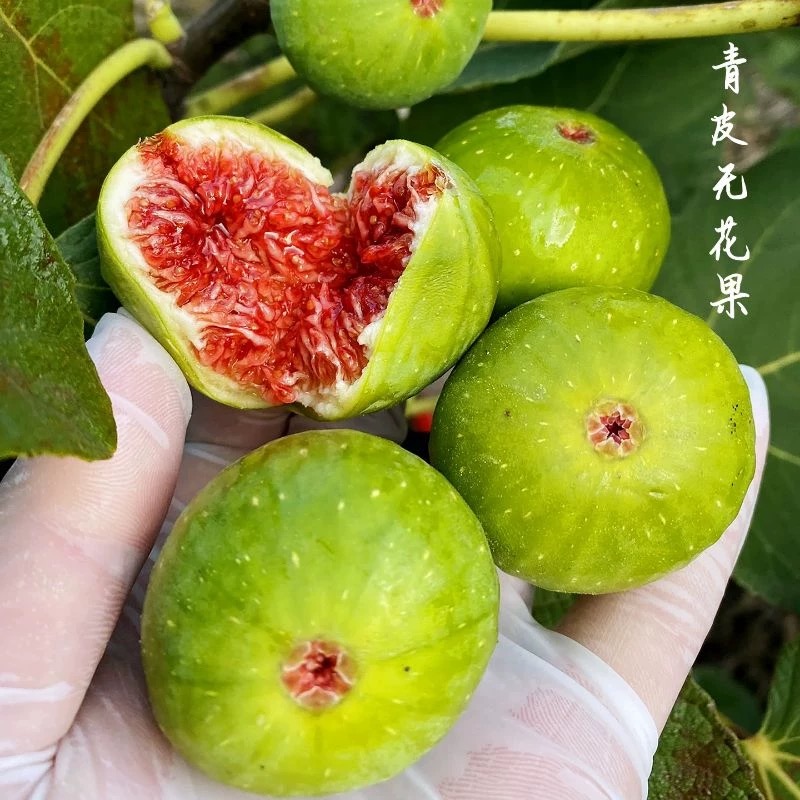 【无花果】青皮无花果新鲜应季水果