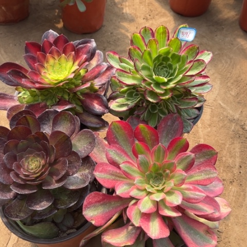 596多肉植物组合