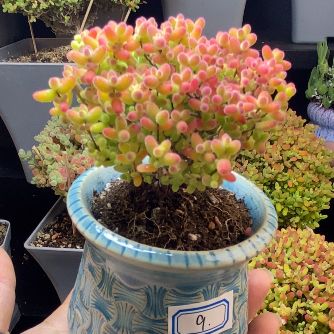 完全开放9号蜜橘糖球（6.5cm）