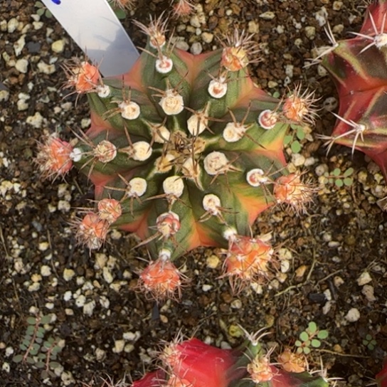 252-0123四月泰国发货多肉