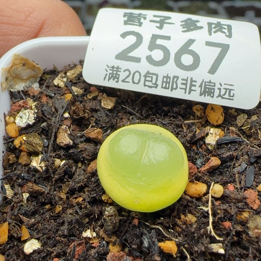 拉登，1.3脱土1200。  