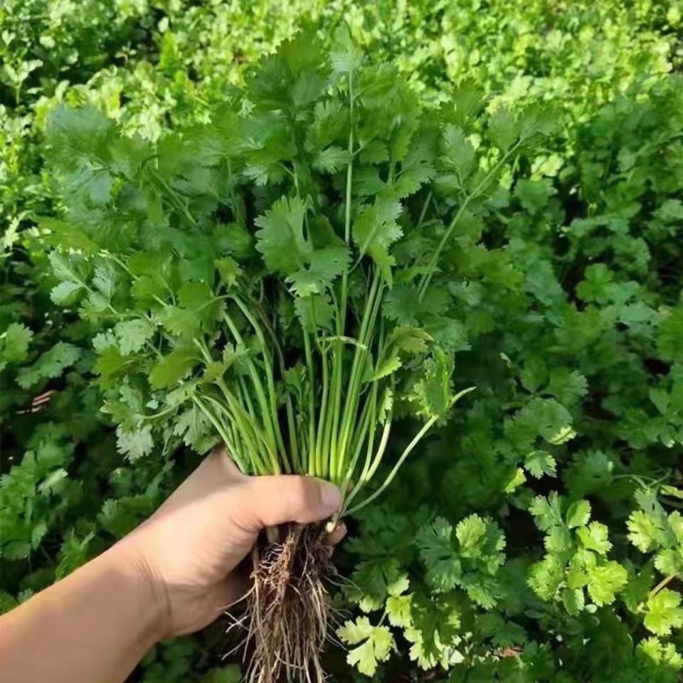 河南露天霜冻香菜1斤3斤5斤现挖现发农家自种