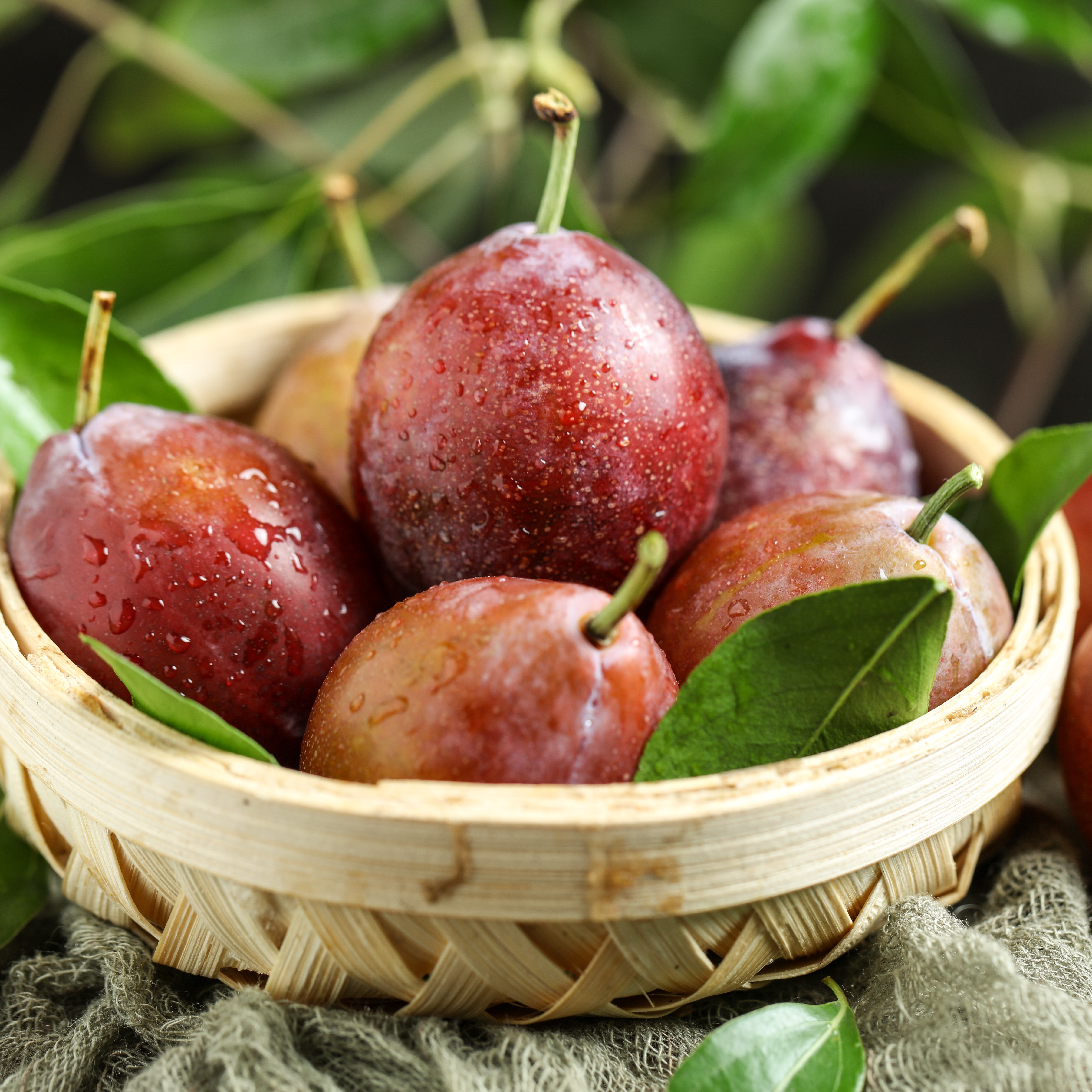 福利品 现货西梅澳洲进口西梅鲜果精选当季现摘2 3 斤装