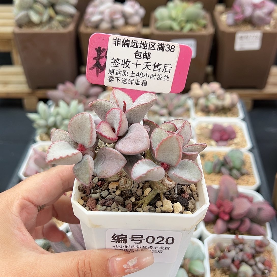 020金牛座多肉植物