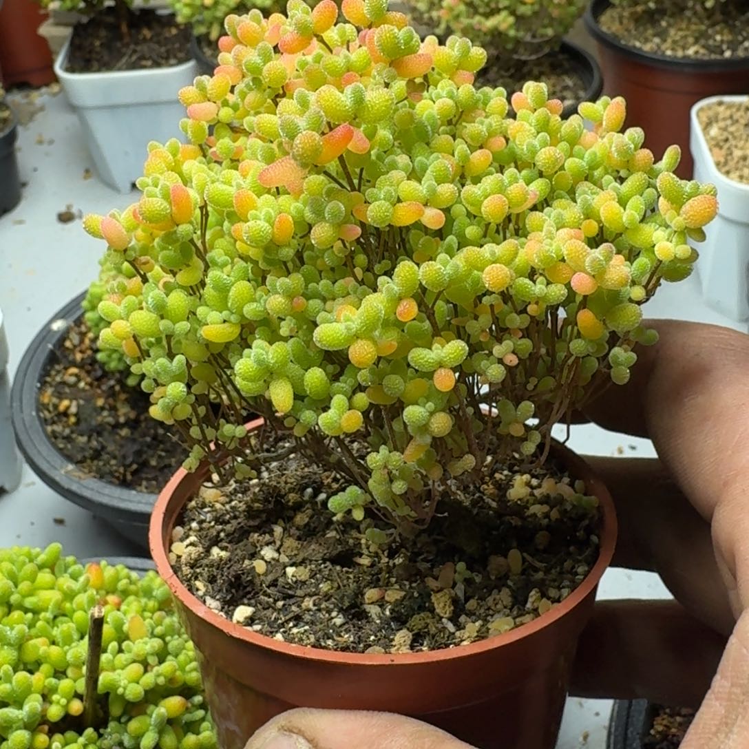 我****╰蜜橘 多肉植物枝干