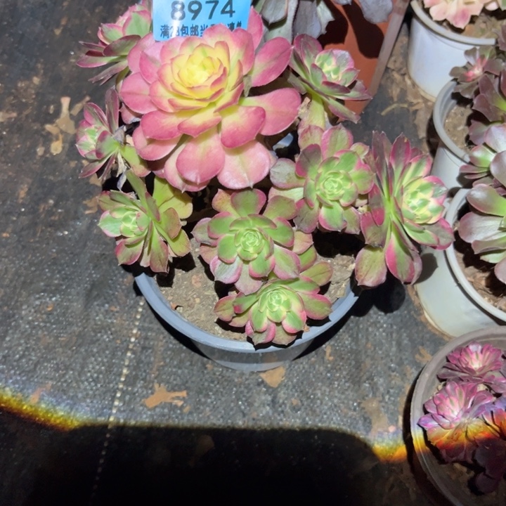 海王8974多肉植物