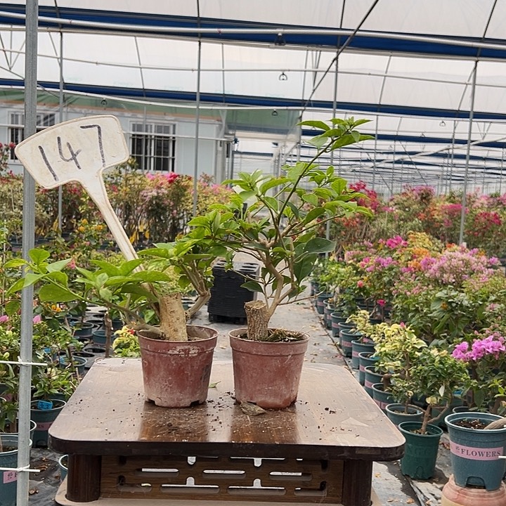 完全开放沙斑安格斯掌中宝 白雪公主掌中宝14 