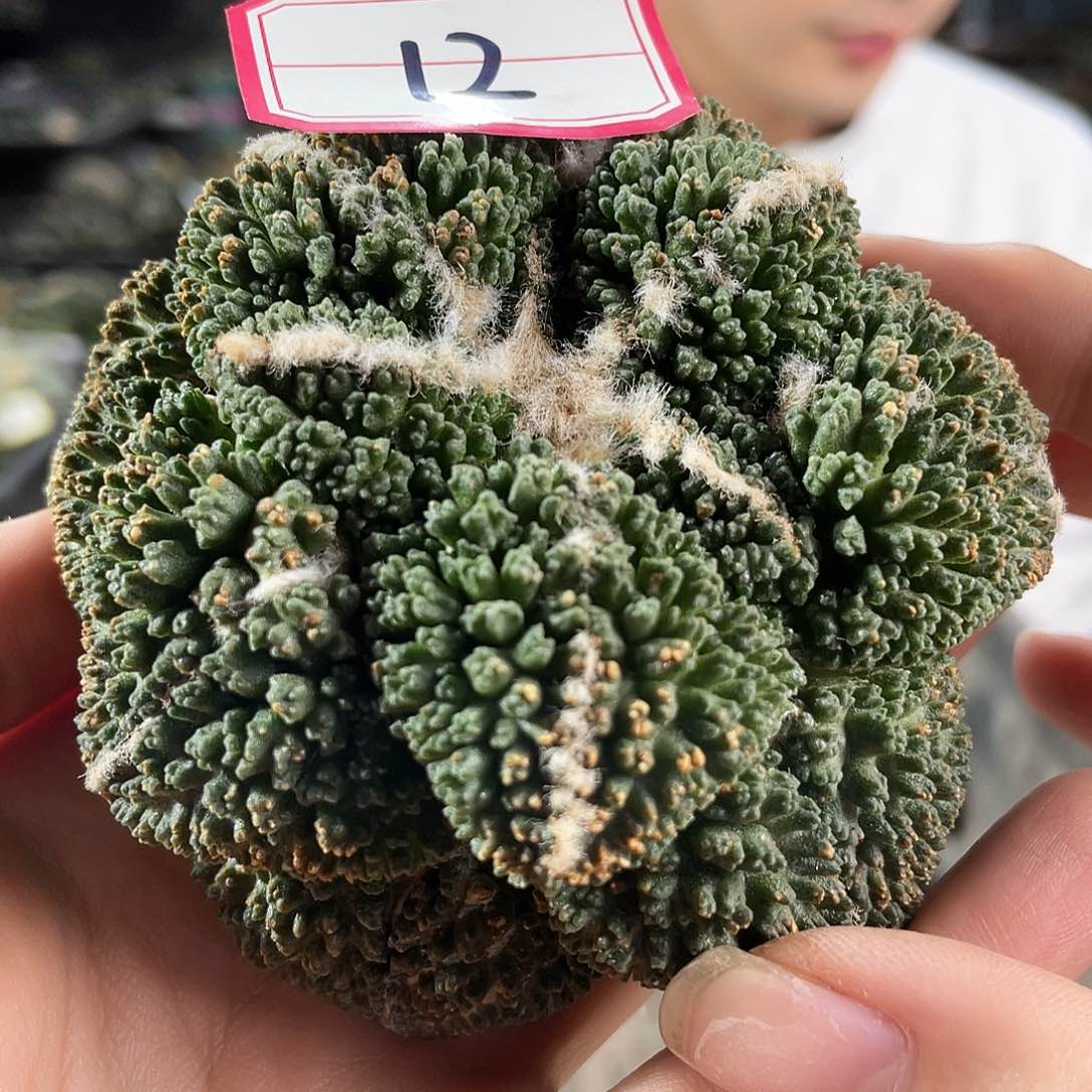 12号8.5cm自根大尤哥斯拉