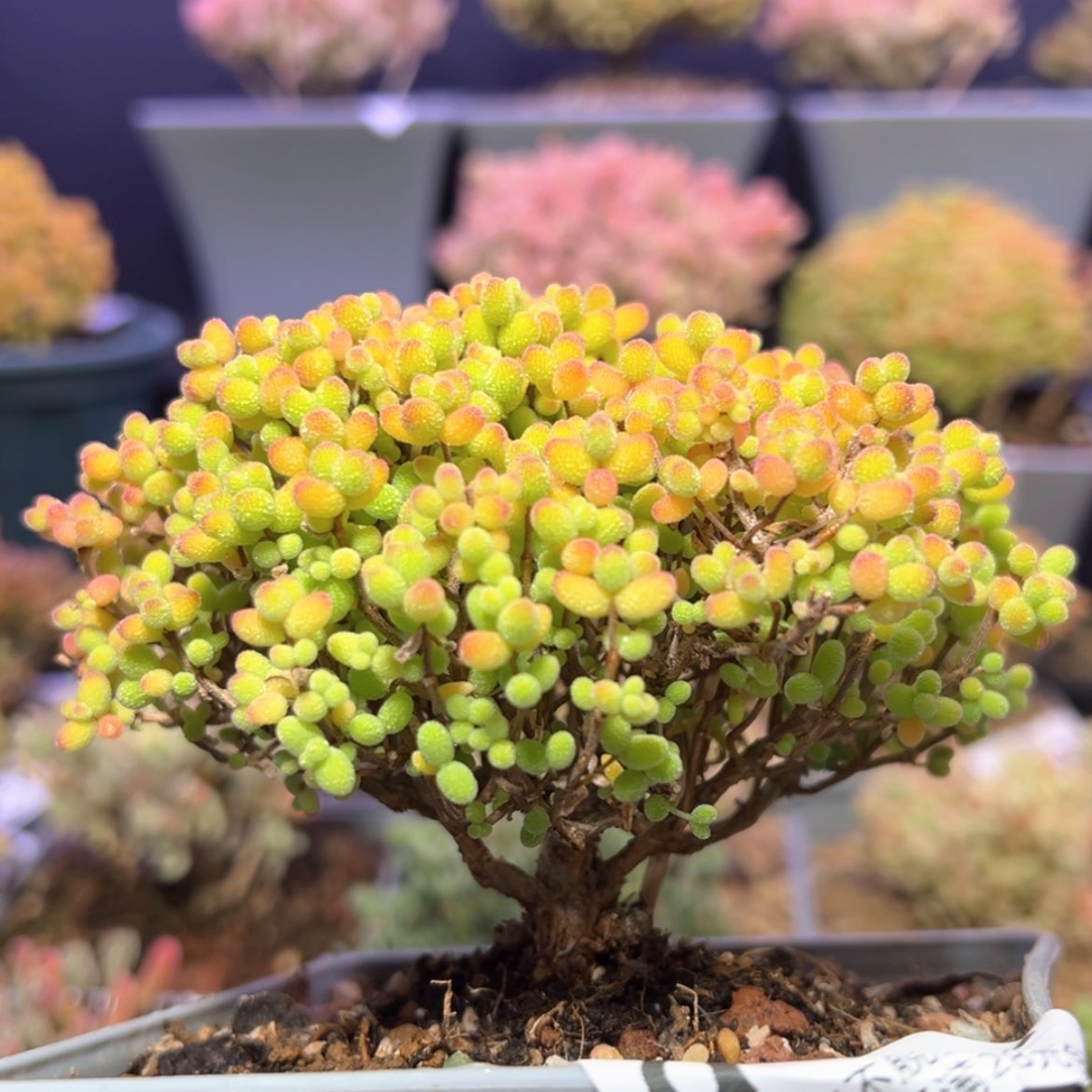 【闪购商品】d744金桔糖球枝干番杏