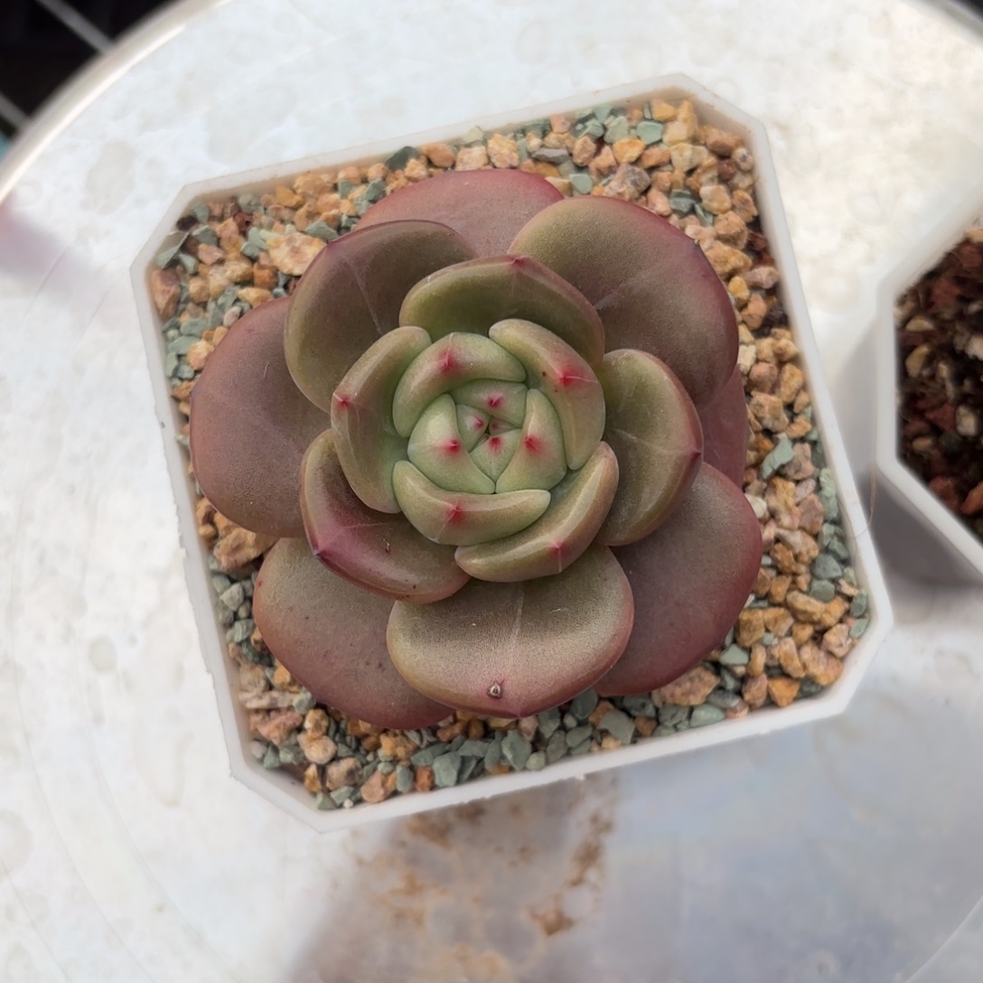 不知名肉带盆土发