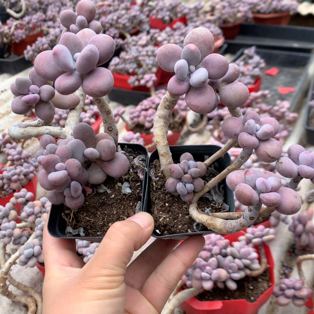 桃蛋老桩不带盆两颗22号