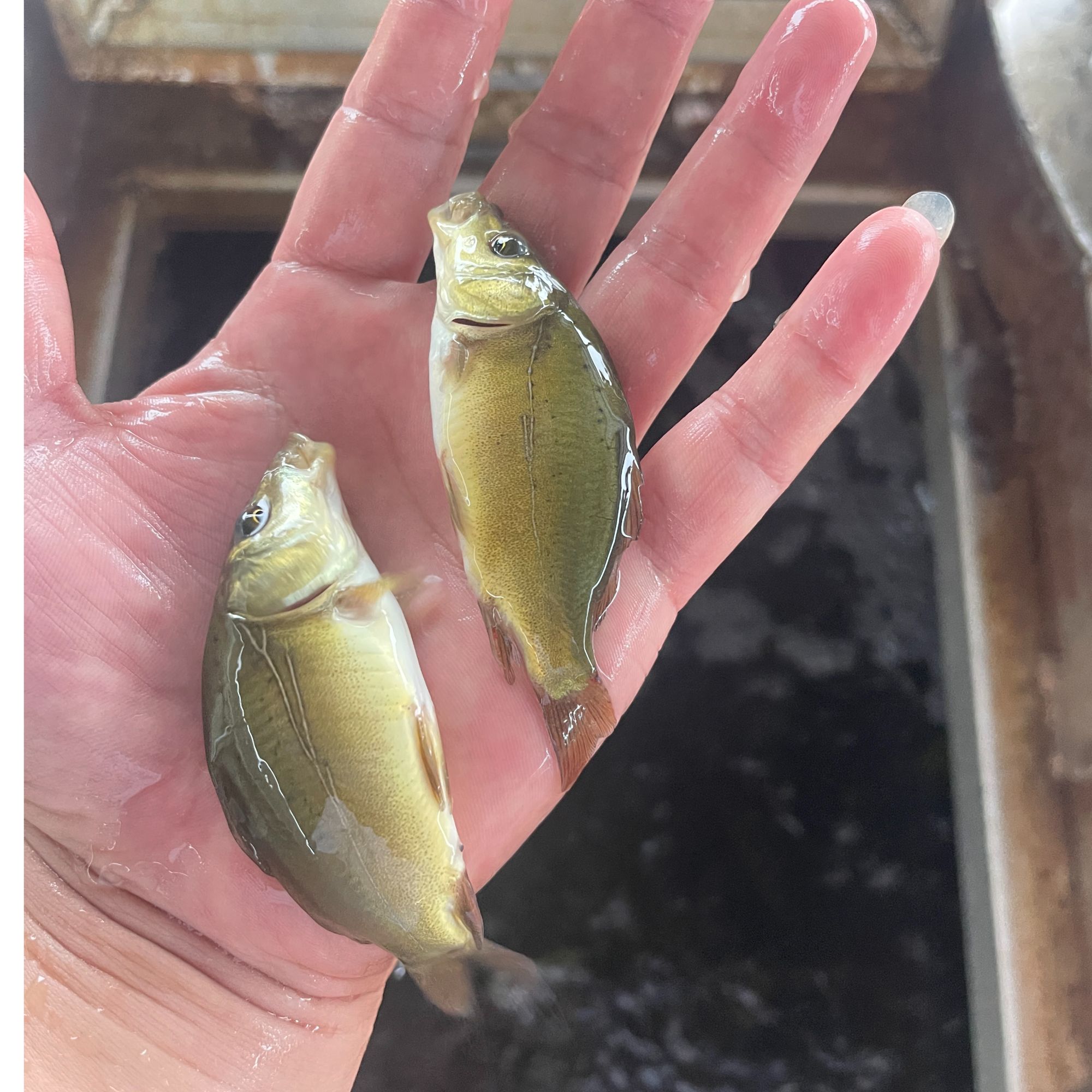 四川发货裸鲤鱼裸斑鱼三道鳞淡水养殖观赏食用均可