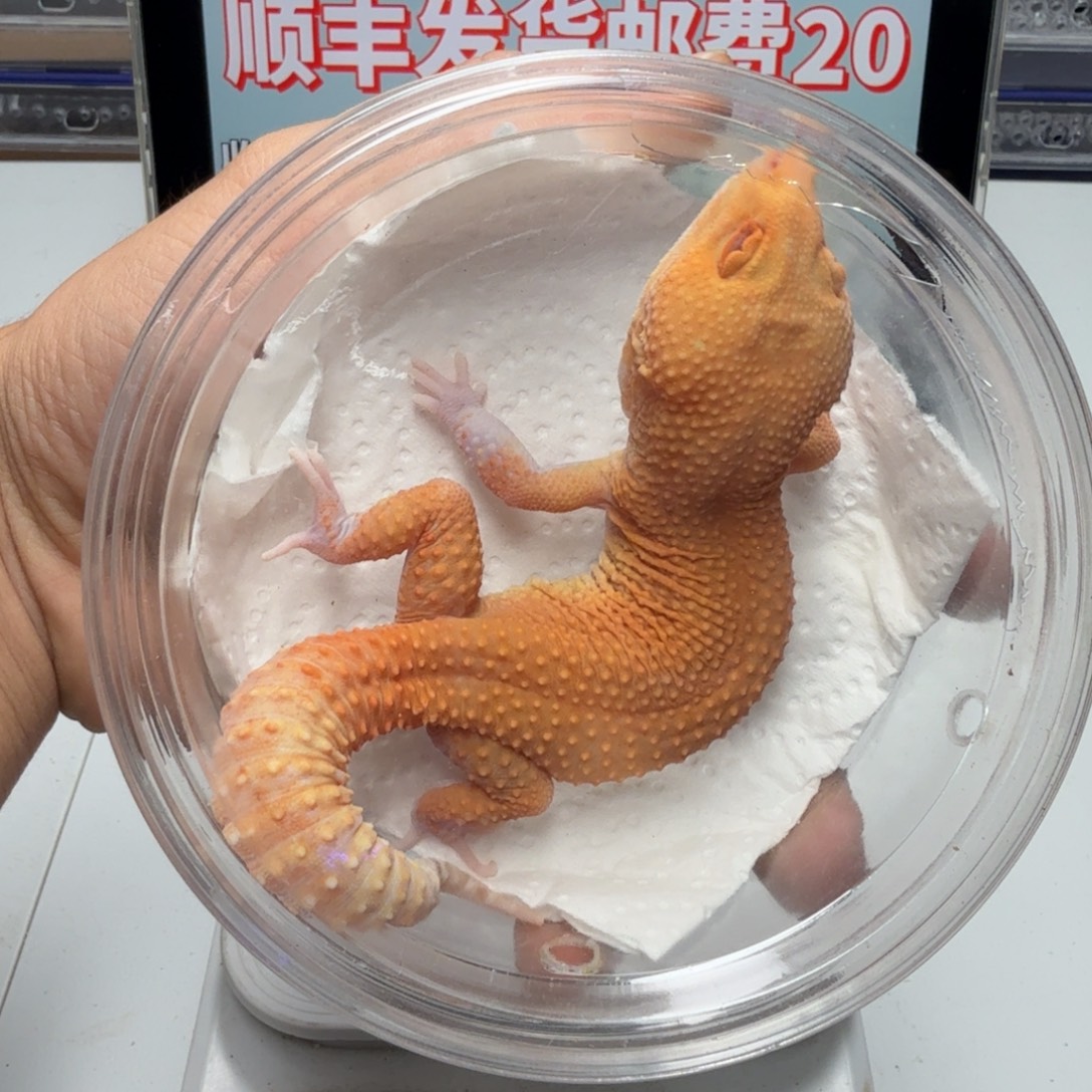 豹纹守宫贝尓蜜桔弟弟