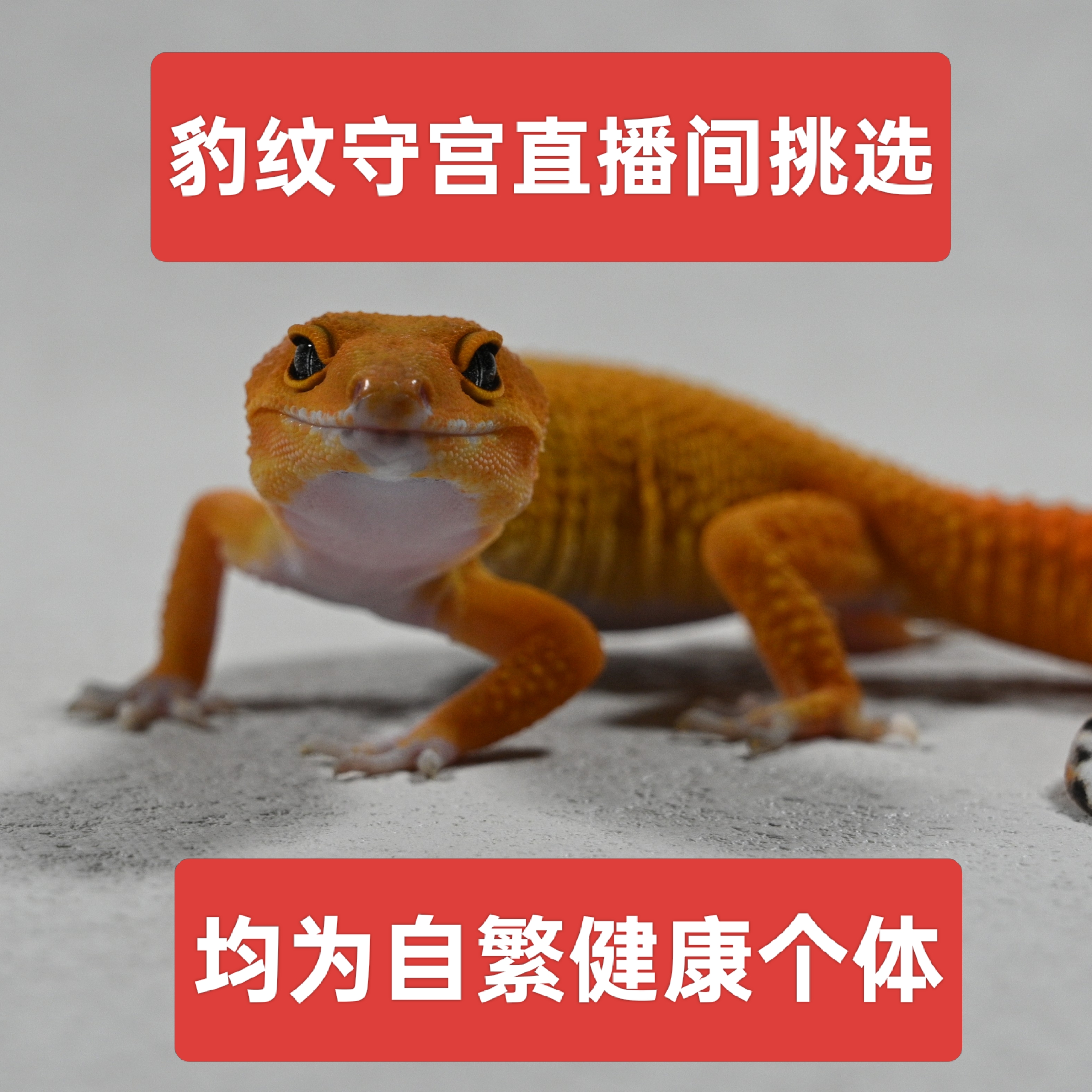 直播挑选豹纹守宫活体成体苗子新手入门温顺好养适合家养的爬宠