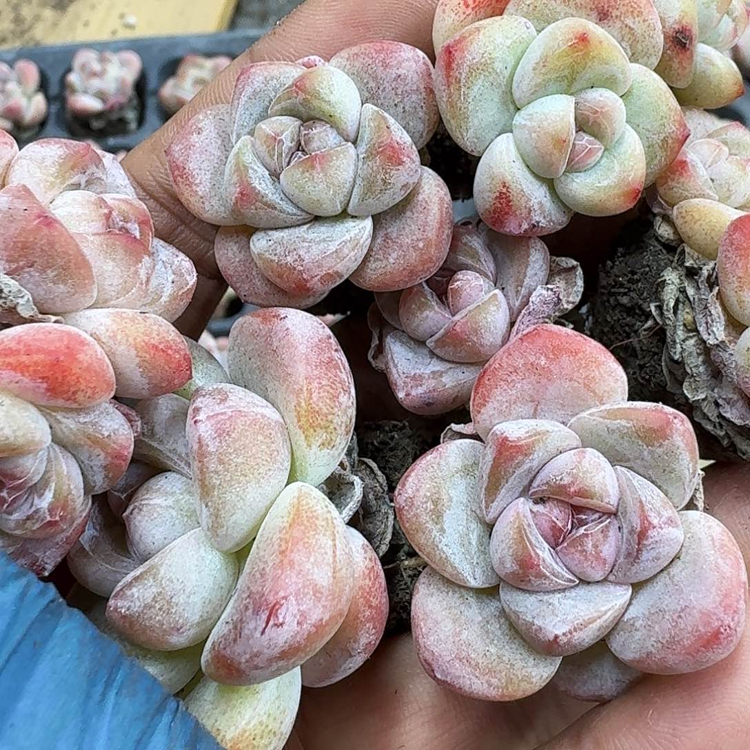 63号到手7颗江北多肉