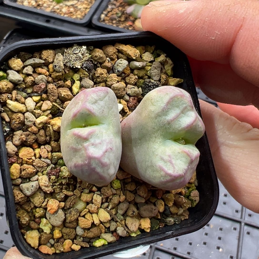 169双头优选送奶工杂交一棵